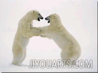 A Pair of Polar Bears Engaged in a Sparring Match