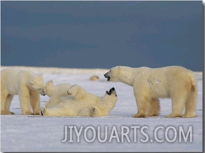 A Group of Polar Bears Play Together in the Snow