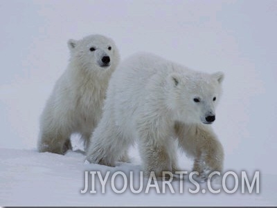 Two Juvenile Polar Bears Walking Across the Snow