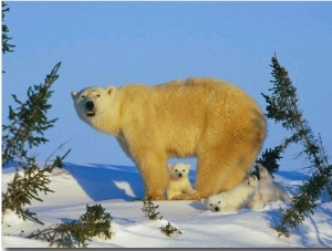 Polar Bear with Cubs