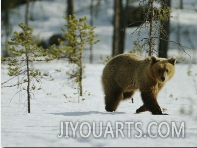 A Brown Bear Walks over the Snow