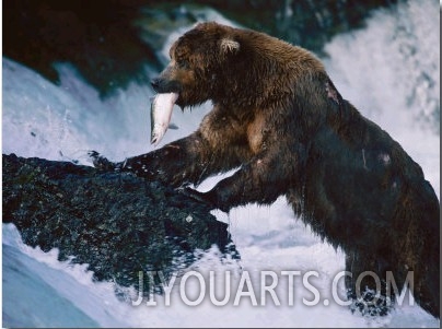 A Grizzly Bear with a Freshly Caught Salmon in its Mouth Climbs up onto a Rock