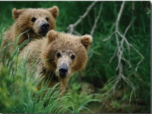 Two Grizzly Bear Cubs Peer out from Behind a Clump of Grass