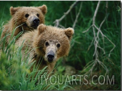 Two Grizzly Bear Cubs Peer out from Behind a Clump of Grass