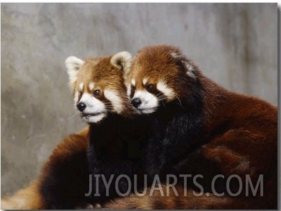 Red Pandas, Wolong Panda Reserve, China