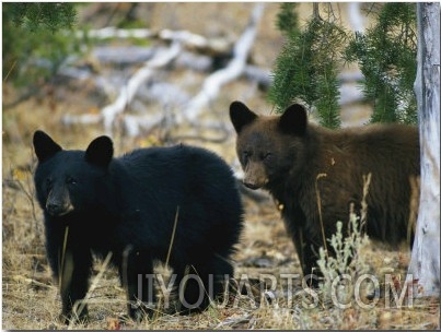 Juvenile American Black Bears