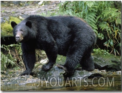 A Black Bear, Ursus Americanus, Walks Along a Rocky Bank