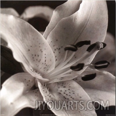 Speckled Lily