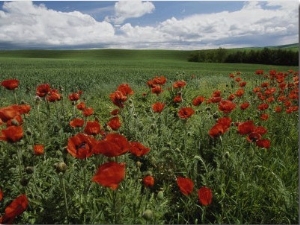 Beautiful Red Poppies Line a Roadside Field Near Moscow, Idaho