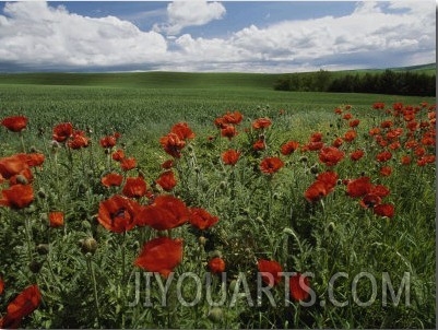 Beautiful Red Poppies Line a Roadside Field Near Moscow, Idaho