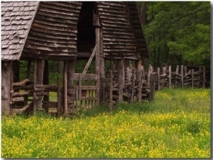 Buttercups and Cantilever Barn, Pioneer Homestead, Great Smoky Mountains National Park, N. Carolina