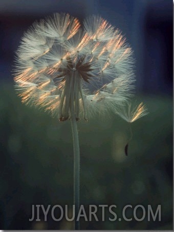 Dandelion Backlit by the Sun