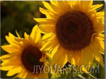Sunflowers in Prairie Fields