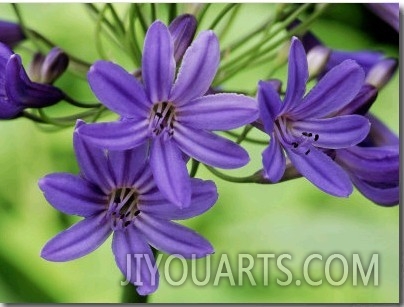 Agapanthus "Cobalt" (African Lily), Close up of Lilac Blue Flowers