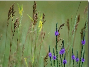 Prairie Grasses and Prairie Flowers