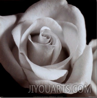 Open Rose