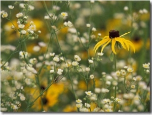 Black Eyed Susan and Daisy Fleabane