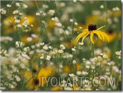 Black Eyed Susan and Daisy Fleabane