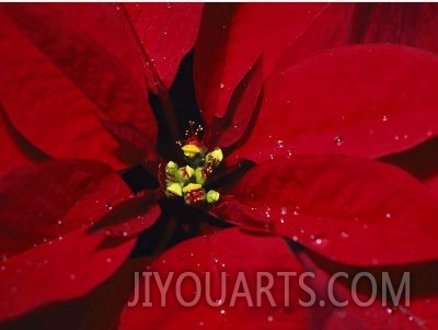 A Close View of Dew Drops on a Poinsettia Plant