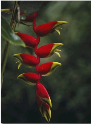 Close View of the Blossoms of a Heliconia Bird of Paradise Plant