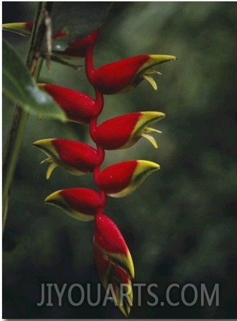 Close View of the Blossoms of a Heliconia Bird of Paradise Plant