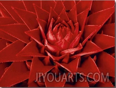 Large Flower of the Pineapple Family, Borro Colorado Island, Panama