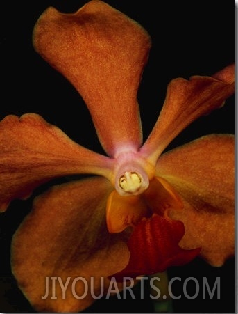 Close View of an Orange Orchid Blossom