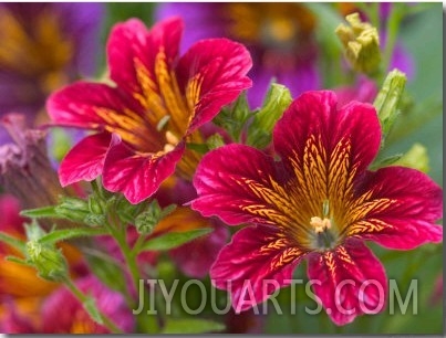 Painted Tongue Blooms, Sammamish, Washington, USA