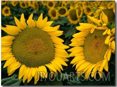 Sunflowers in Field, Tuscany, Italy