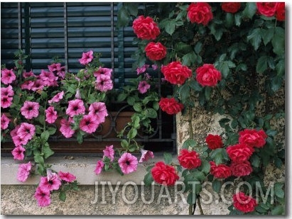 Close View of Corner of Window with Petunia Flower Box and Red Roses