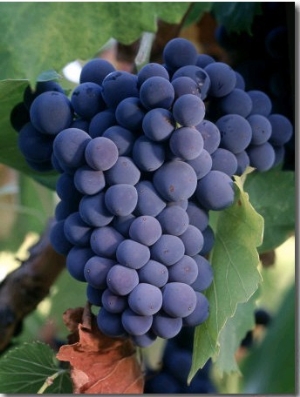 Wine Grapes, Napa Valley, CA