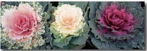 Cabbage Flowers, North Carolina, USA