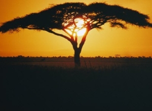 Sunset and Trees, Serengeti Plains, Tanzania