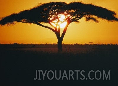 Sunset and Trees, Serengeti Plains, Tanzania