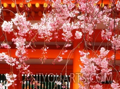 Cherry Blossoms, Heian Jingu Shrine, Kyoto, Japan