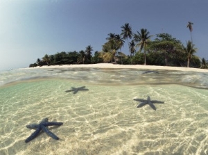 Three Seastars in Shallow Coastal Waters, Philippines, Split Level Shot