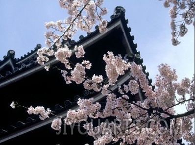 Cherry Blossoms, Matsue Castle, Shimane, Japan