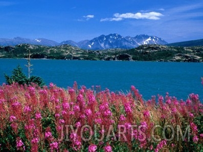 Fireweed on Shores of Tagish Lake System, Fraser, British Columbia, Canada
