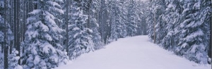 Trees on Both Sides of a Road, Banff National Park, Alberta, Canada