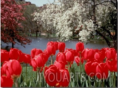 Tulips, Boston Public Garden, MA