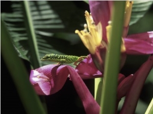 Lizards and Geckos