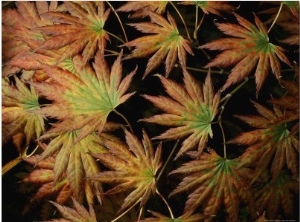 Japanese Maple Leaves