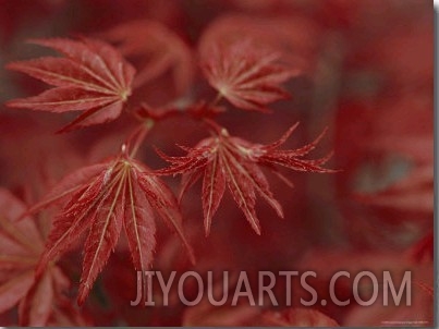 Japanese Maple Leaves 01