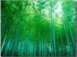 Bamboo Forest, Sagano, Kyoto, Japan