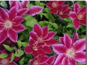 Clematis