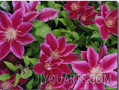 Clematis