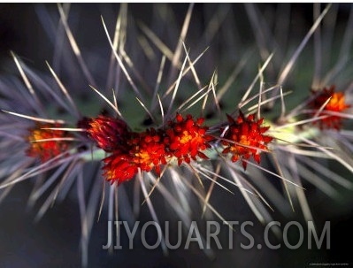 Close up of Cactus Flowers Amidst Cactus Needles
