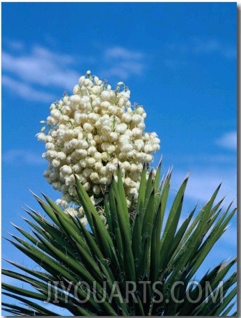 The Joshua Tree in Bloom, California, USA