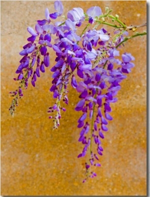 Wisteria Blooming in Spring, Sonoma Valley, California, USA