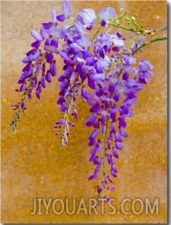 Wisteria Blooming in Spring, Sonoma Valley, California, USA